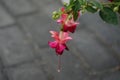 A flower pot with winter-hardy fuchsias in the garden. Fuxia, lat. Fuchsia, is a genus of perennial plants of the Cyprus family.