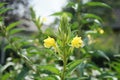 The magnificent Verbascum blooms with yellow flowers in August. Verbascum is a genus of flowering plants, common name mullein.