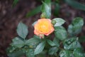 A multicolored rose in red-orange-white tones blooms in August in the garden. Garden roses are predominantly hybrid roses. Berlin Royalty Free Stock Photo