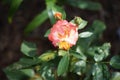 A multicolored rose in red-orange-white tones blooms in August in the garden. Garden roses are predominantly hybrid roses. Berlin Royalty Free Stock Photo