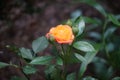 A multicolored rose in red-orange-white tones blooms in August in the garden. Garden roses are predominantly hybrid roses. Berlin Royalty Free Stock Photo