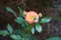 A multicolored rose in red-orange-white tones blooms in August in the garden. Garden roses are predominantly hybrid roses. Berlin Royalty Free Stock Photo