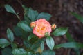 A multicolored rose in red-orange-white tones blooms in August in the garden. Garden roses are predominantly hybrid roses. Berlin Royalty Free Stock Photo