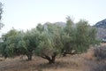 The olive, botanical name Olea europaea, meaning `European olive`, is a species of small tree in the family Oleaceae, Rhodes Royalty Free Stock Photo