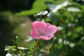 Ornamental rose `Marion`, cultivar Marion. Garden pink rose as an ornamental plant grown in the garden. Berlin, Germany