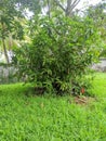 Beautiful plants in bali Royalty Free Stock Photo
