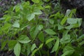 Leaves and mung saplings, healthy for mung beans. Green bright juicy background of young leaves and their further growth. Royalty Free Stock Photo