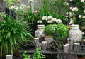 Beautiful plants and ceramics in a flower shop