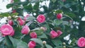 Beautiful Plants In Garden. Beautiful Vibrant Pink Japanese Camellia Flowers Or Camelia Japonica. Royalty Free Stock Photo