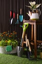 Beautiful plants, gardening tools and accessories on green grass near wood slat wall Royalty Free Stock Photo