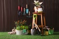 Beautiful plants, gardening tools and accessories on green grass near wood slat wall Royalty Free Stock Photo