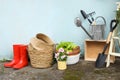 Beautiful plants, gardening tools and accessories near shed outdoors Royalty Free Stock Photo