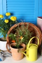 Beautiful plants and gardening tools on white wooden table near light blue wall Royalty Free Stock Photo