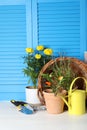 Beautiful plants and gardening tools on white wooden table near light blue wall Royalty Free Stock Photo