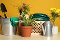 Beautiful plants and gardening tools on wooden table against orange background Royalty Free Stock Photo