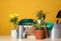 Beautiful plants and gardening tools on wooden table against orange background Royalty Free Stock Photo