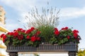 Beautiful plants growing in a long wooden flower pot outdoor Royalty Free Stock Photo