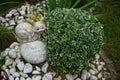 Euonymus fortunei `Emerald Gaiety` in July. Euonymus fortunei  is a species of flowering plant in the family Celastraceae. Berlin Royalty Free Stock Photo