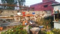 Setup of a beautiful plant nursery with colorful clay pots