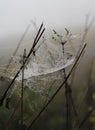 Beautiful plants with raindrops and spiderwebs