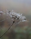 Beautiful plants with raindrops and spiderwebs