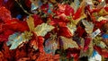 Beautiful plants of red and golden poinsettias at the traditional christmas market of Vipiteno in South Tyrol, Italy