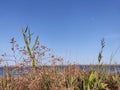 Beautiful plants by the sea. Plants, sea, sky, skyline. Seaside on a clear summer day. Royalty Free Stock Photo