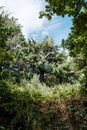 Beautiful plants and trees with different colours leafs found in Hampstead heath park