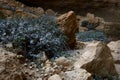 Beautiful plants in wadi Rahaf ,Judean desert, Israel,Middle East, famous natural landmark