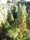 Conifers in the December garden. Berlin, Germany