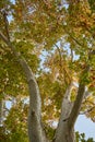 A beautiful platanus with leaves in summer blue sky long angle