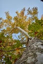 A beautiful platanus with leaves in summer blue sky long angle