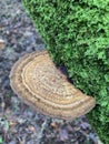 Beautiful plate-like Fungi Royalty Free Stock Photo