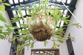 Platycerium Bifurcatum plant hanging from the ceiling