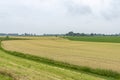 A beautiful play of lines through the grain in the floodplains of the river Lek, the Netherlands