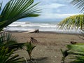 Beautiful playa Dominical viewed through palm leaves