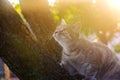 Beautiful playful gray kitten on a tree on a bright sunny day. Pet. Animal. Selective focus