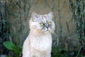Beautiful playful grey and white groomed cat with big green eyes sitting outside