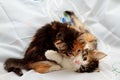 Norwegian forest cat kittens are wrestling and biting each other