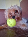 Cute miniature Yorkshire Terrier puppy holding a toy ball ready to play. Royalty Free Stock Photo