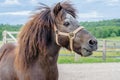 A beautiful playful pony brown horse walks around the farm