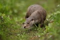 Beautiful and playful river otter from european water.