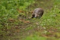 Beautiful and playful river otter from european water.