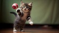 Beautiful playing kitten