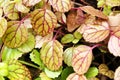 Plectranthus Verticillatus plant in the garden Royalty Free Stock Photo