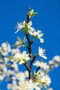 Beautiful plum blossom in Springtime Royalty Free Stock Photo