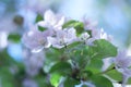 Beautiful plum blossoms Royalty Free Stock Photo