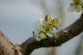 Blossoming branch of a plum tree in spring Royalty Free Stock Photo
