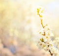 Beautiful plum bracnh with flowers against blured backgroiund