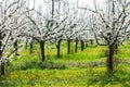 Beautiful plum tree orchard in spring blossom as season agriculture background in a dandelion and grass meadow Royalty Free Stock Photo